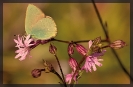 Papillons_75