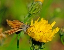 Papillons_76