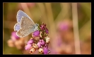 Papillons_77