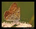 Papillons_78
