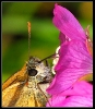 Papillons_79