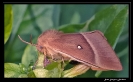 Papillons_7