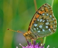 Papillons_80