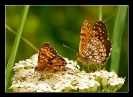 Papillons_81