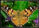 Papillons_82
