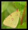 Papillons_83