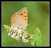 Papillons_84