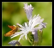 Papillons_85