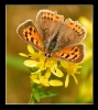 Papillons_86