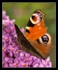 Papillons_87