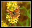 Papillons_88