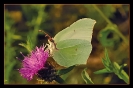 Papillons_89