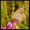 Papillons_8