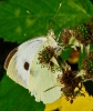 Papillons_90