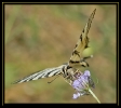 Papillons_92