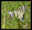Papillons_93
