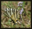 Papillons_94