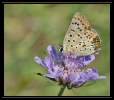 Papillons_95