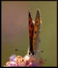 Papillons_96