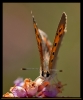 Papillons_97