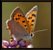 Papillons_98