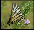 Papillons_99