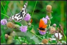 Papillons_9