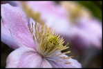 fleur perros_1