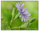 Fleurs_100