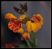 Fleurs_101