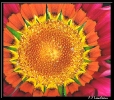 Fleurs_102