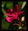 Fleurs_103