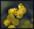 Fleurs_104