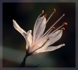 Fleurs_106
