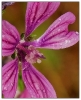 Fleurs_107