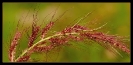 Fleurs_108