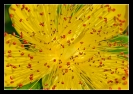 Fleurs_109