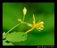 Fleurs_10