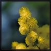 Fleurs_111