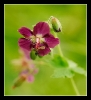 Fleurs_112