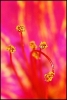 Fleurs_114