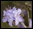 Fleurs_115