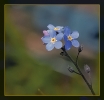 Fleurs_116