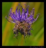 Fleurs_117