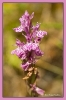 Fleurs_118