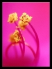 Fleurs_119