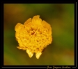Fleurs_11
