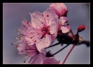 Fleurs_120