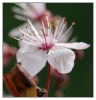 Fleurs_121