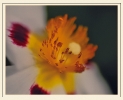 Fleurs_123